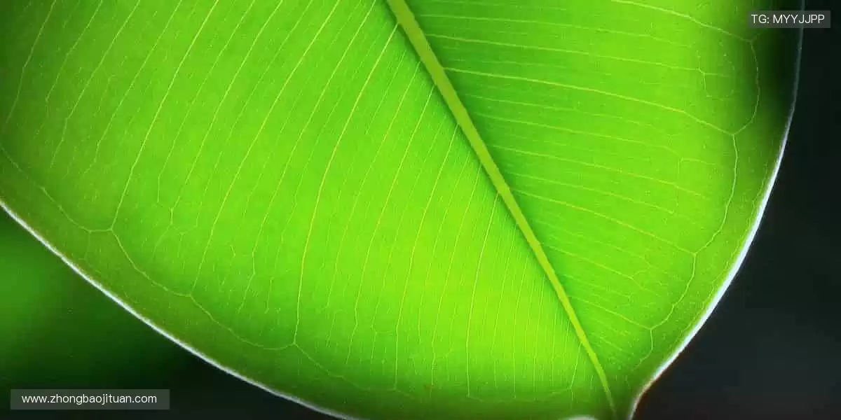 👑冠军同款，把胜利带回家！🏅